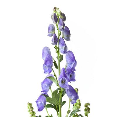 Aconitum napellus - From the Monkshood Plant  Genexa