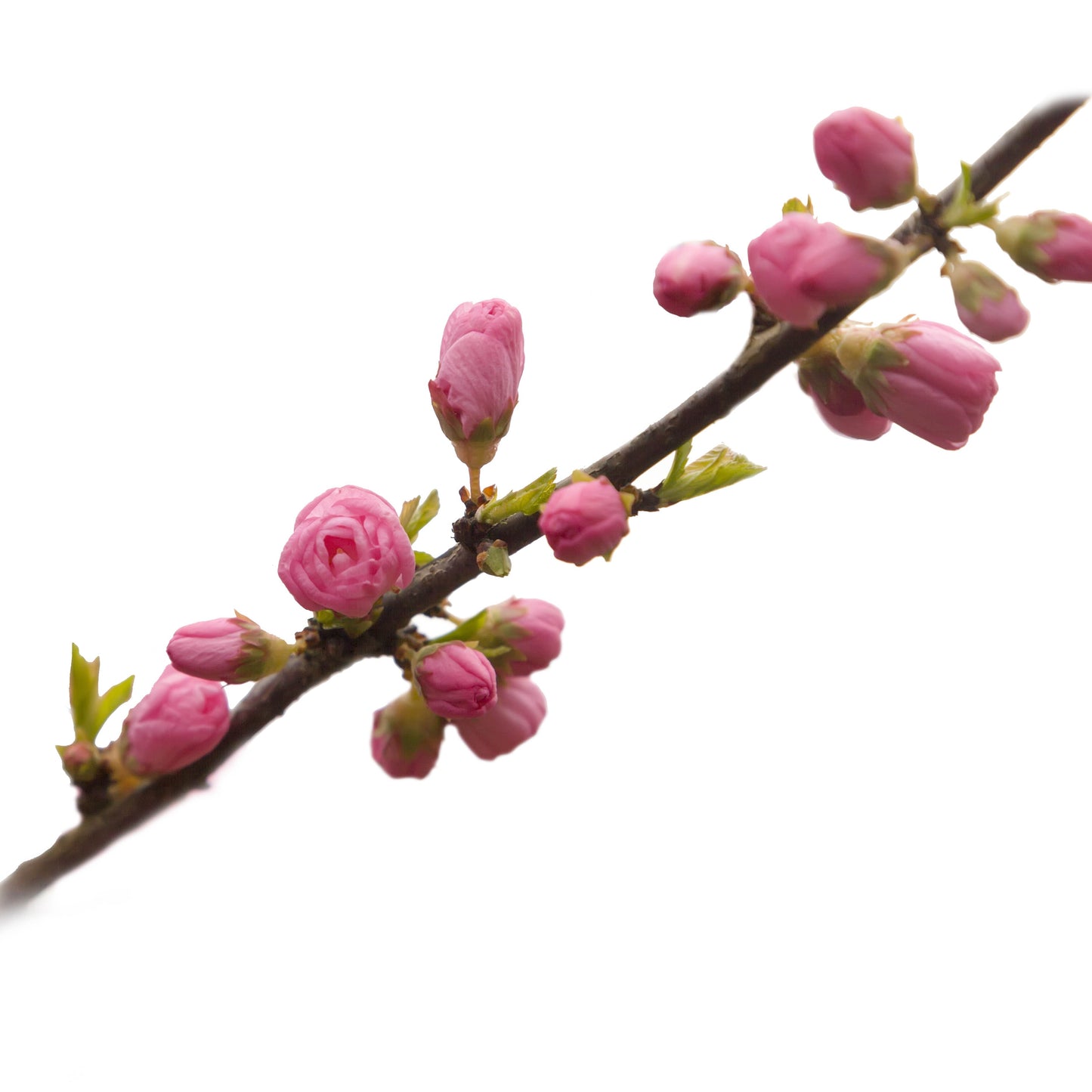 Amygdalus Persica - The Peach Has Healing Properties