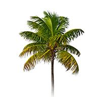 Organic Carnauba Wax