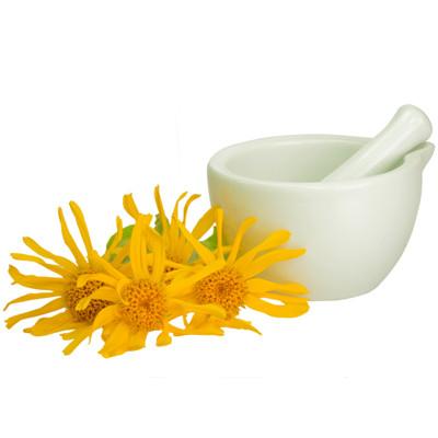 Arnica montana