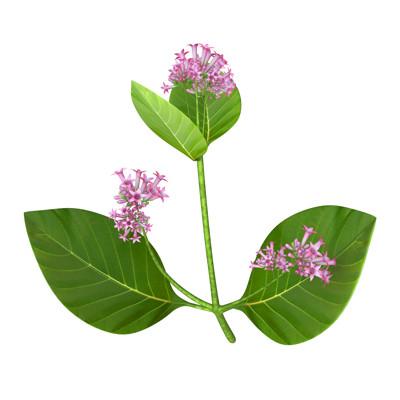 Cinchona Officinalis - From the Peruvian Bark