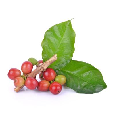 Coffea Cruda - From Raw Coffee Berries