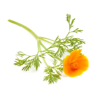 Eschscholtzia Californica - California Poppy