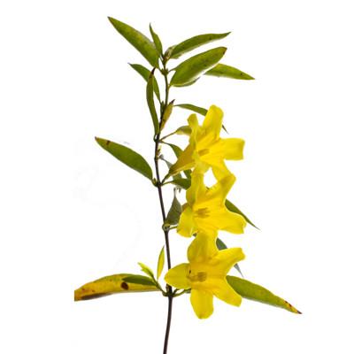 Gelsemium sempervirens