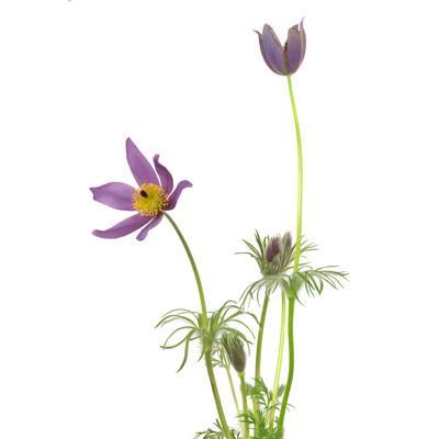 Pulsatilla - A Polychrest Remedy for Waking & Troubled Dreams