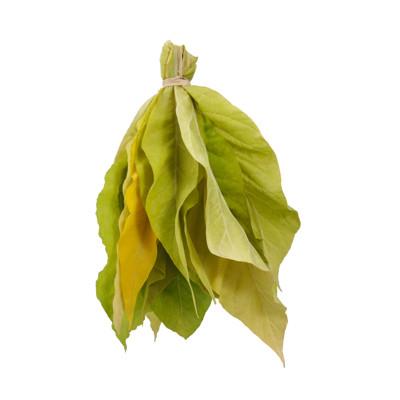 Tabacum - From the Tobacco Plant