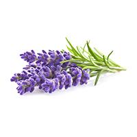 Organic Lavender Flavor